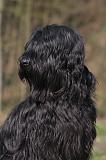 BRIARD 230